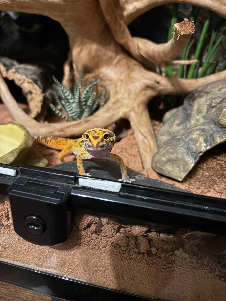 Chico – Leopardgecko (Eublepharis macularius)