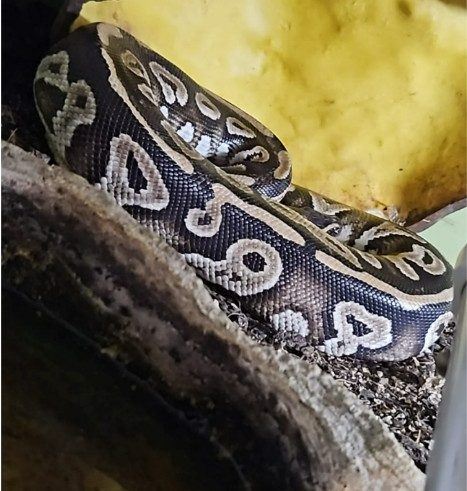 Lucy – Königspython (Python regius)