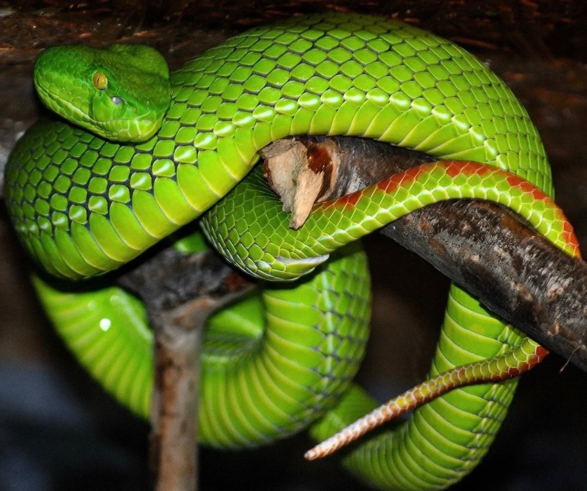 Trimeresurus gumprechti – Gumprechts Bambusotter (Trimeresurus gumprechti)