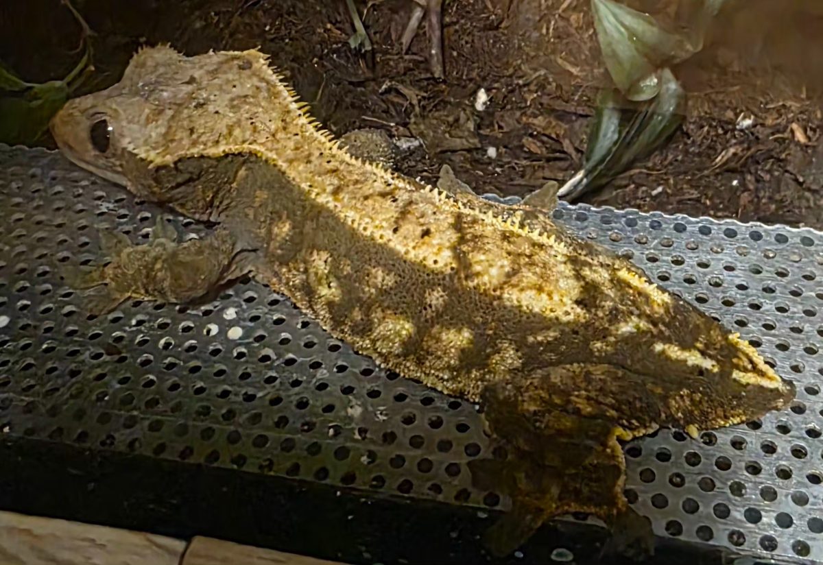Amy – Kronengecko (Correlophus ciliatus)