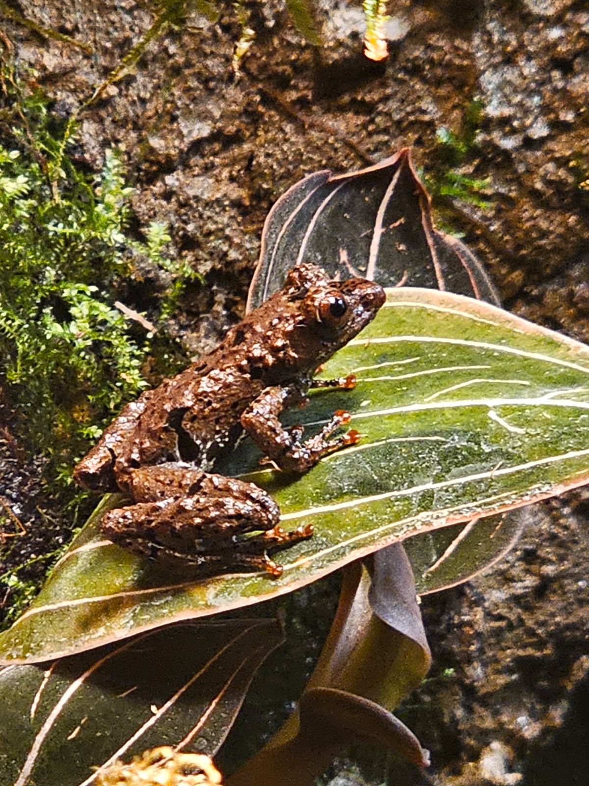 Rotscheiben-Rindenfrosch (Theloderma rhododiscus) – Theloderma rhododiscus, Rotscheiben-Rindenfrosch 