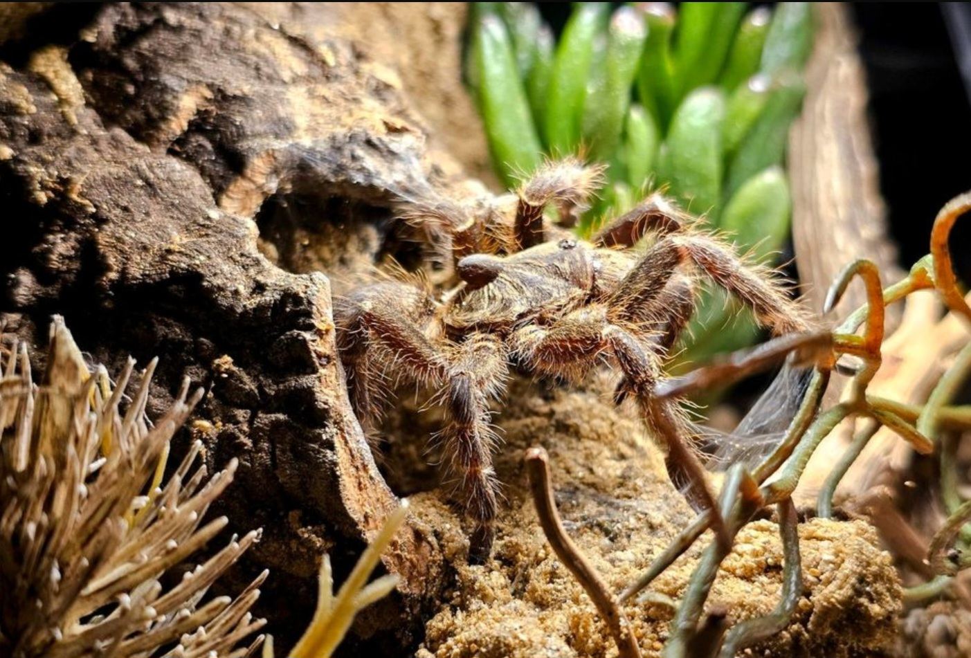 Purpur-Baumvogelspinne (Tapinauchenius violaceus) im Terrarium