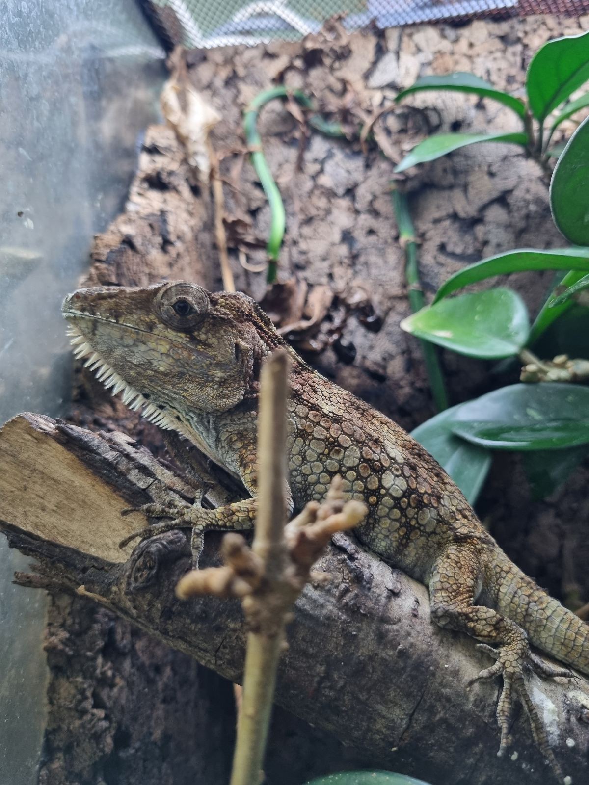 Bartanolis (Chamaeleolis barbatus) im Terrarium