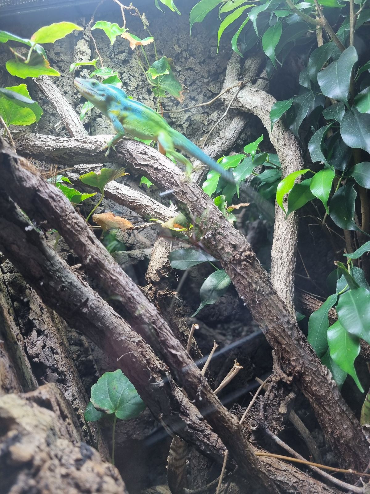 Bahoruco-Anolis (Anolis bahorucoensis) im Terrarium