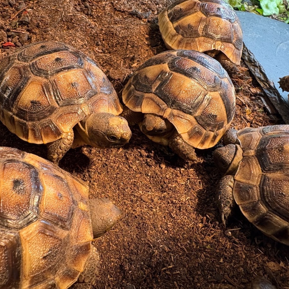 Maurische Landschildkröte (Testudo graeca) – Maurische Landschildkröten