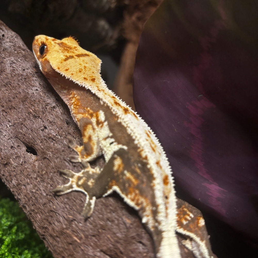 Kronengecko (Correlophus ciliatus) – Kronengecko 