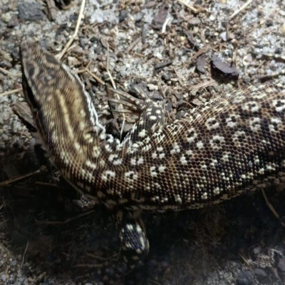 Ridge-Tailed-Waran (Varanus acanthurus brachyurus) – Stachelschwanzwaran abzugeben