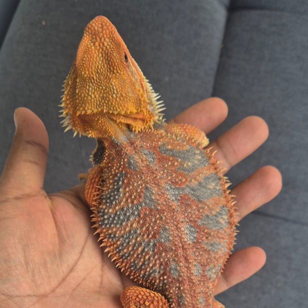 Bartagame (Pogona vitticeps) – Bartagamen Männchen abzugeben 