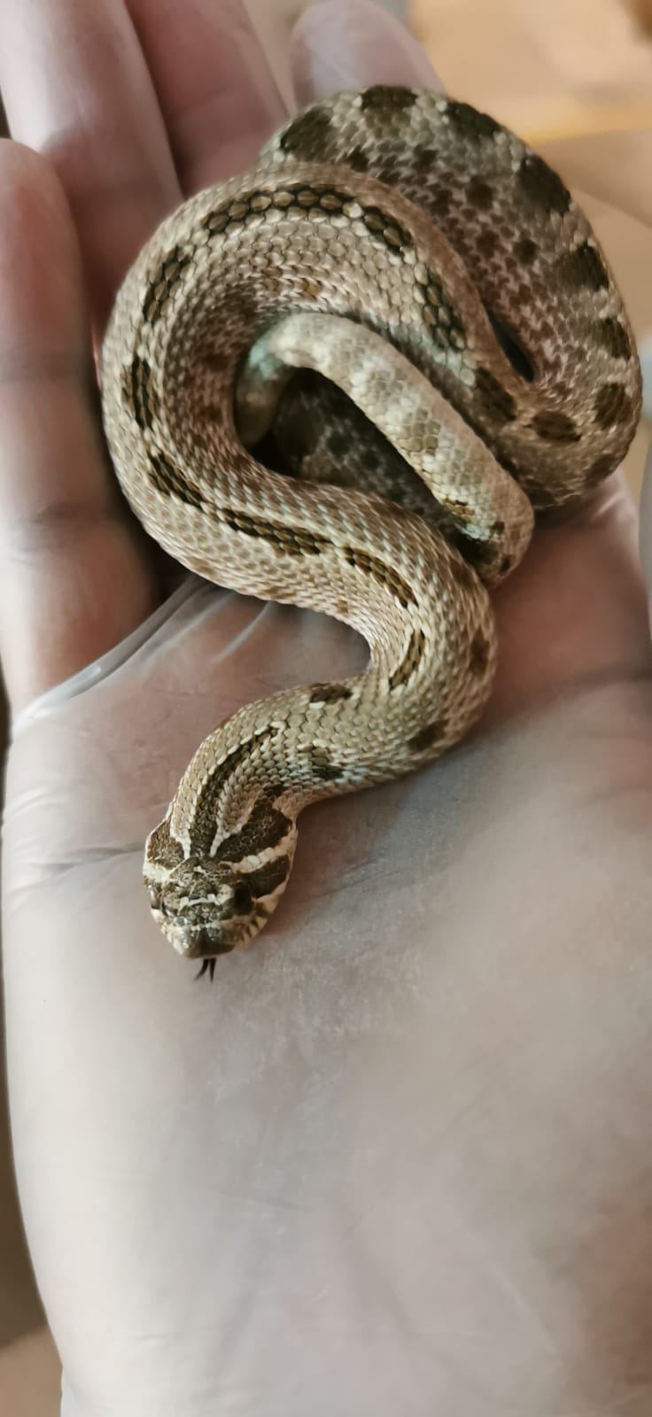 Westliche Hakennasennatter (Heterodon nasicus) – Hakennasennatter 