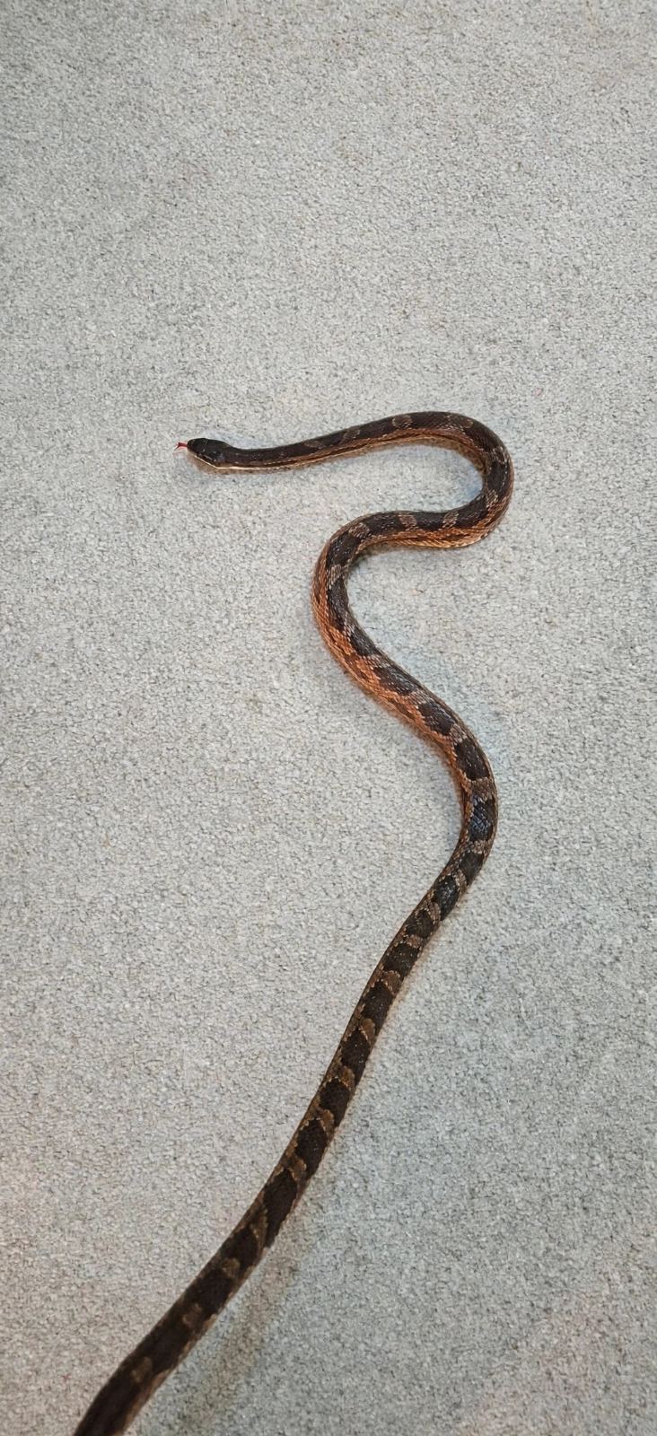 Texas-Ratternatter (Pantherophis obsoletus lindheimeri) – Erdnattern abzugeben 