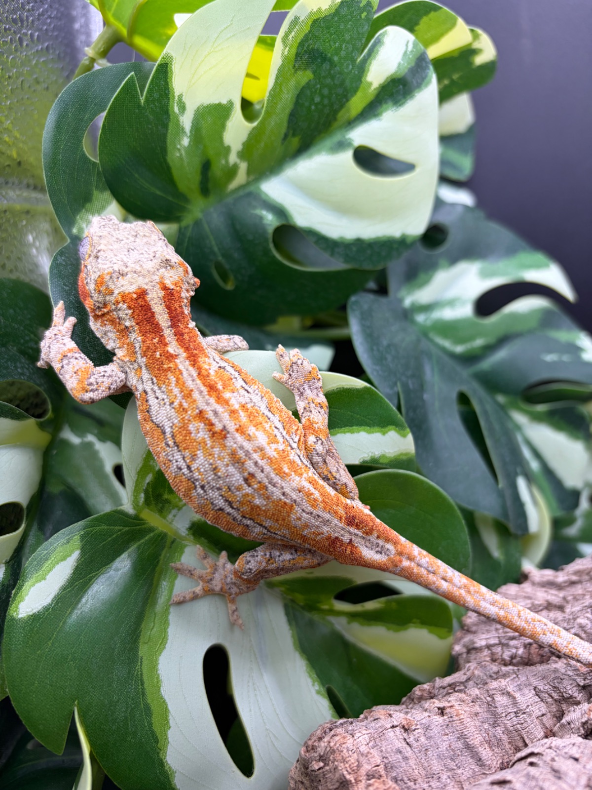 Gargoyle Gecko (Rhacodactylus auriculatus) – Rhacodactylus auriculatus 1.0 NZ25