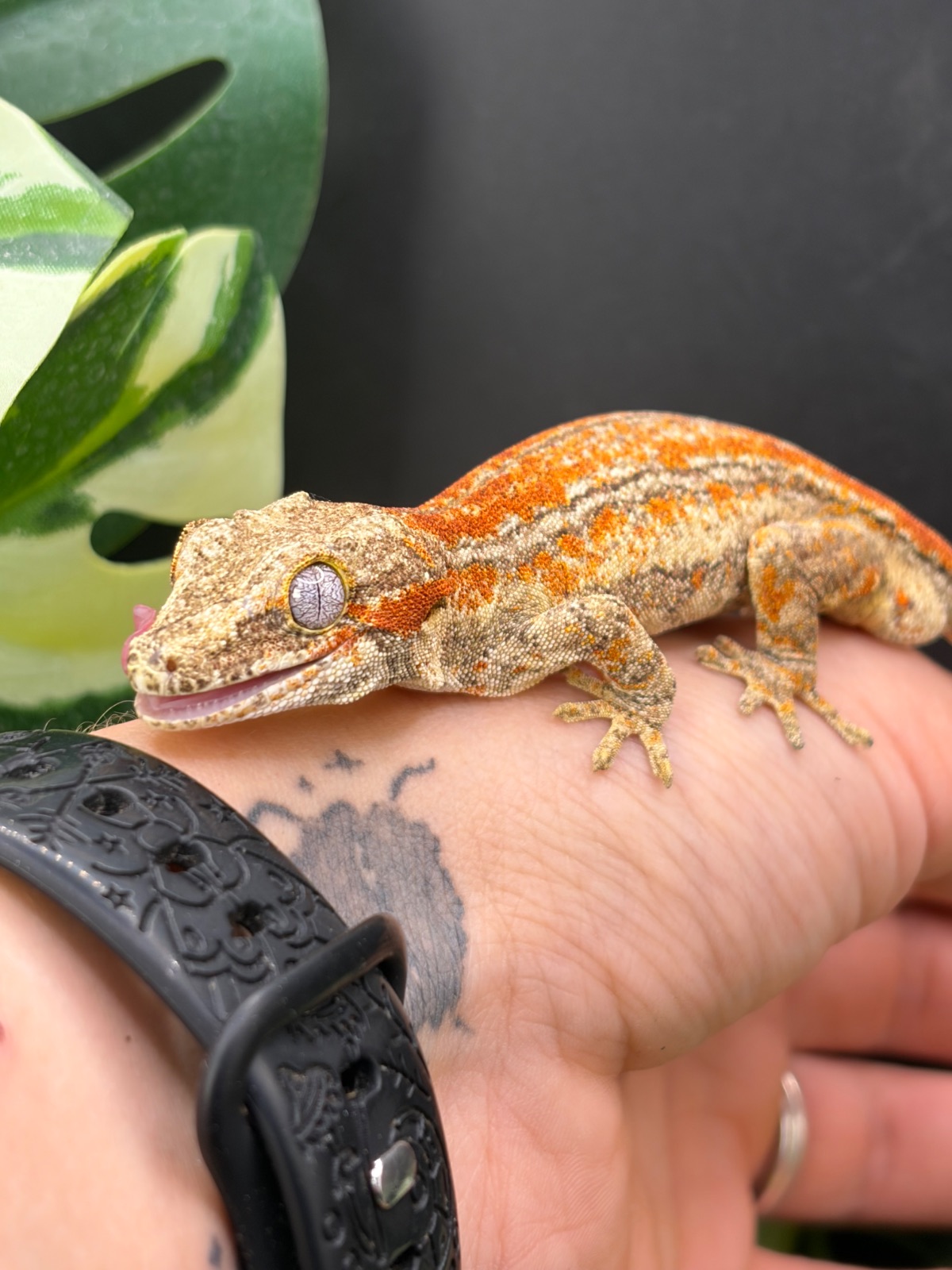 Gargoyle Gecko (Rhacodactylus auriculatus) – 1.0 Rhacodactylus auriculatus Orange Stripe