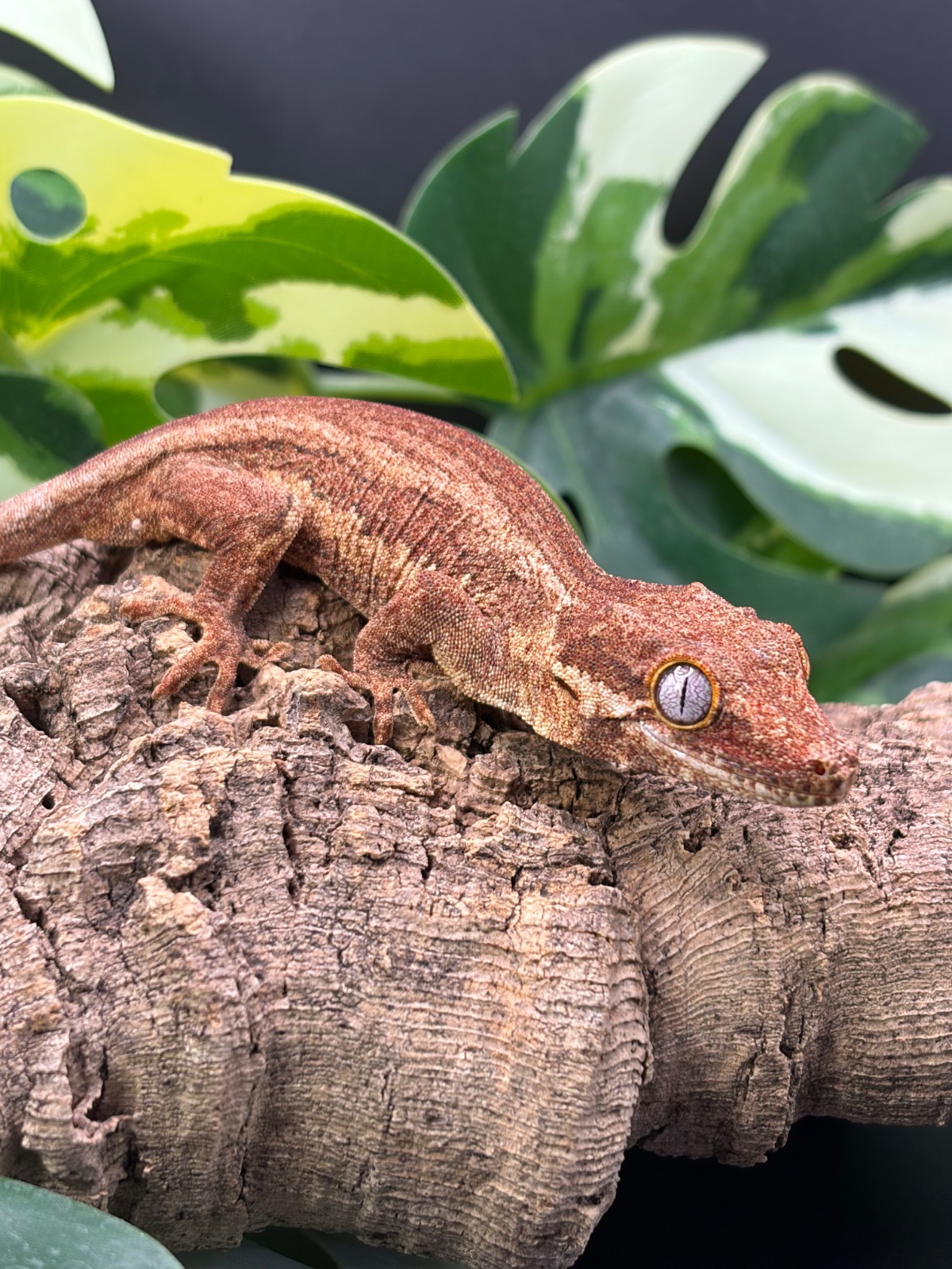 Gargoyle Gecko (Rhacodactylus auriculatus) – 1.0 Rhacodactylus auriculatus Brown Stripe