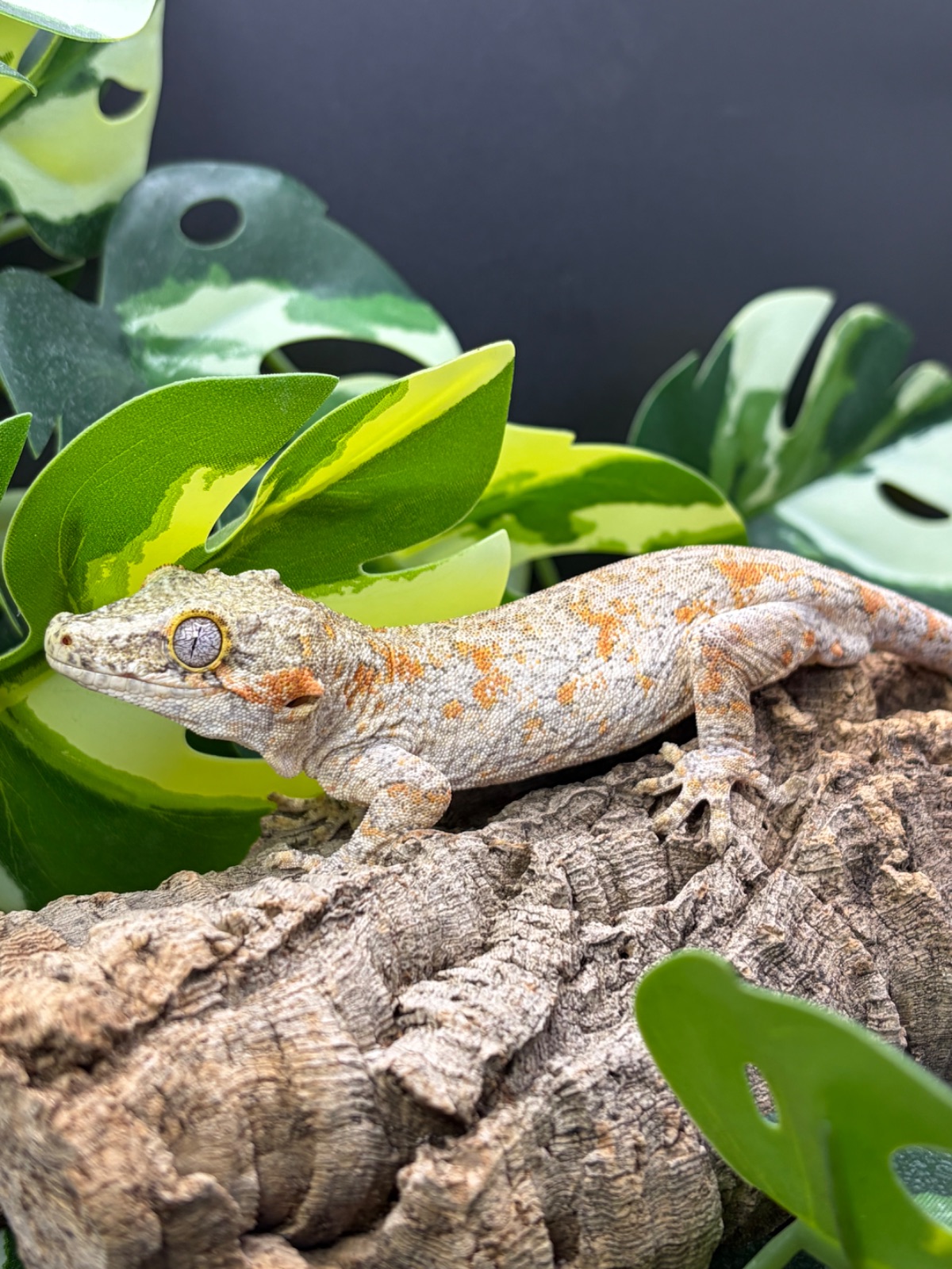 Gargoyle Gecko (Rhacodactylus auriculatus) – 1.0 Rhacodactylus auriculatus Orange Blotched