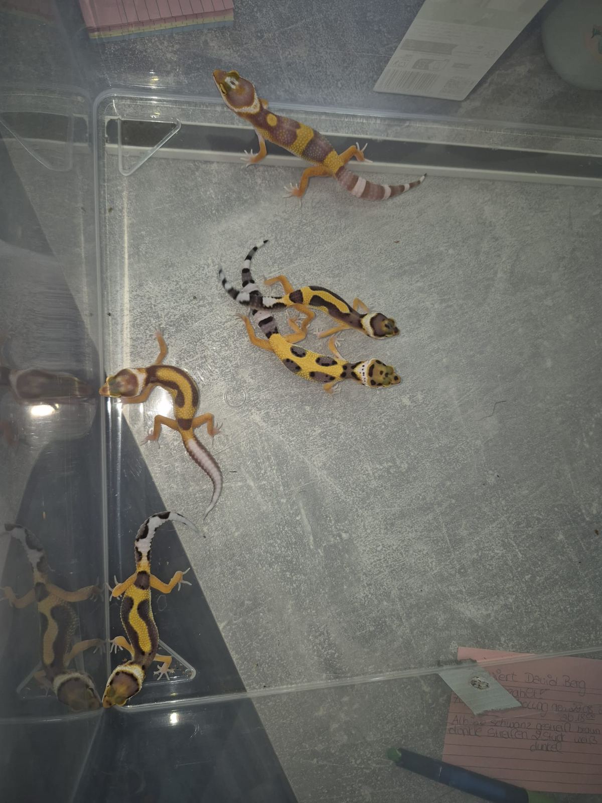 Leopardgecko (Eublepharis macularius) – Leopardgecko Nachzuchten 2026