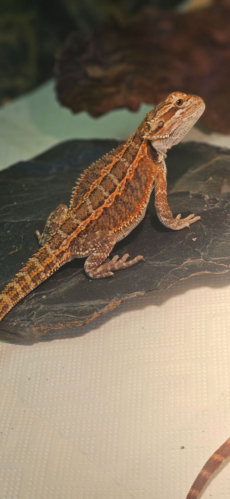 Bartagame (Pogona vitticeps) – Wildtyp het trans