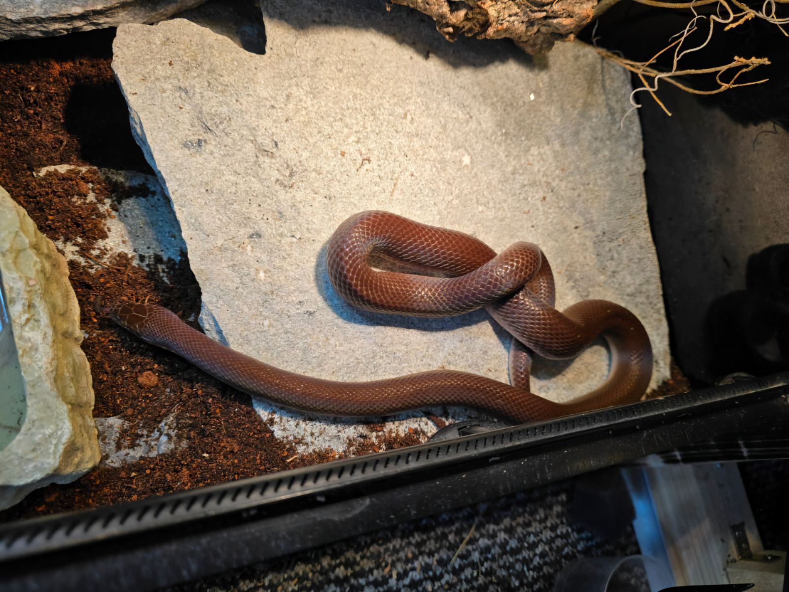 Gefleckte Hausschlange (Boaedon maculatus) im Terrarium