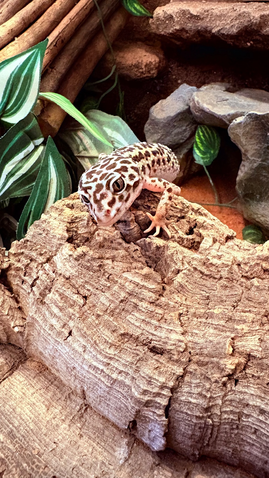 Leopardgecko (Eublepharis macularius) – 4 Geckodamen inklusive Terrarium