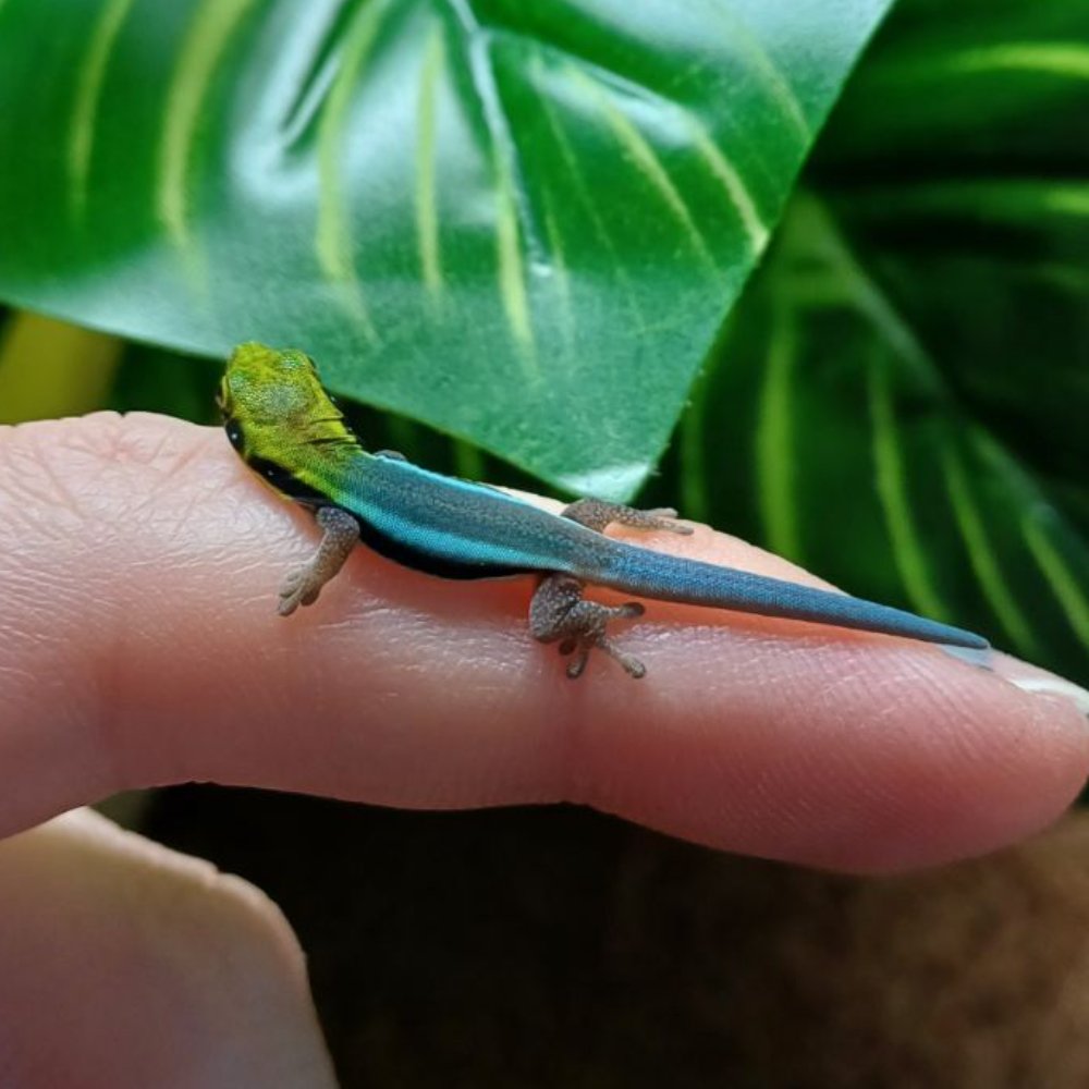 Taggeckos – Diverse Taggecko (Phelsuma) Nachzuchten 2026
