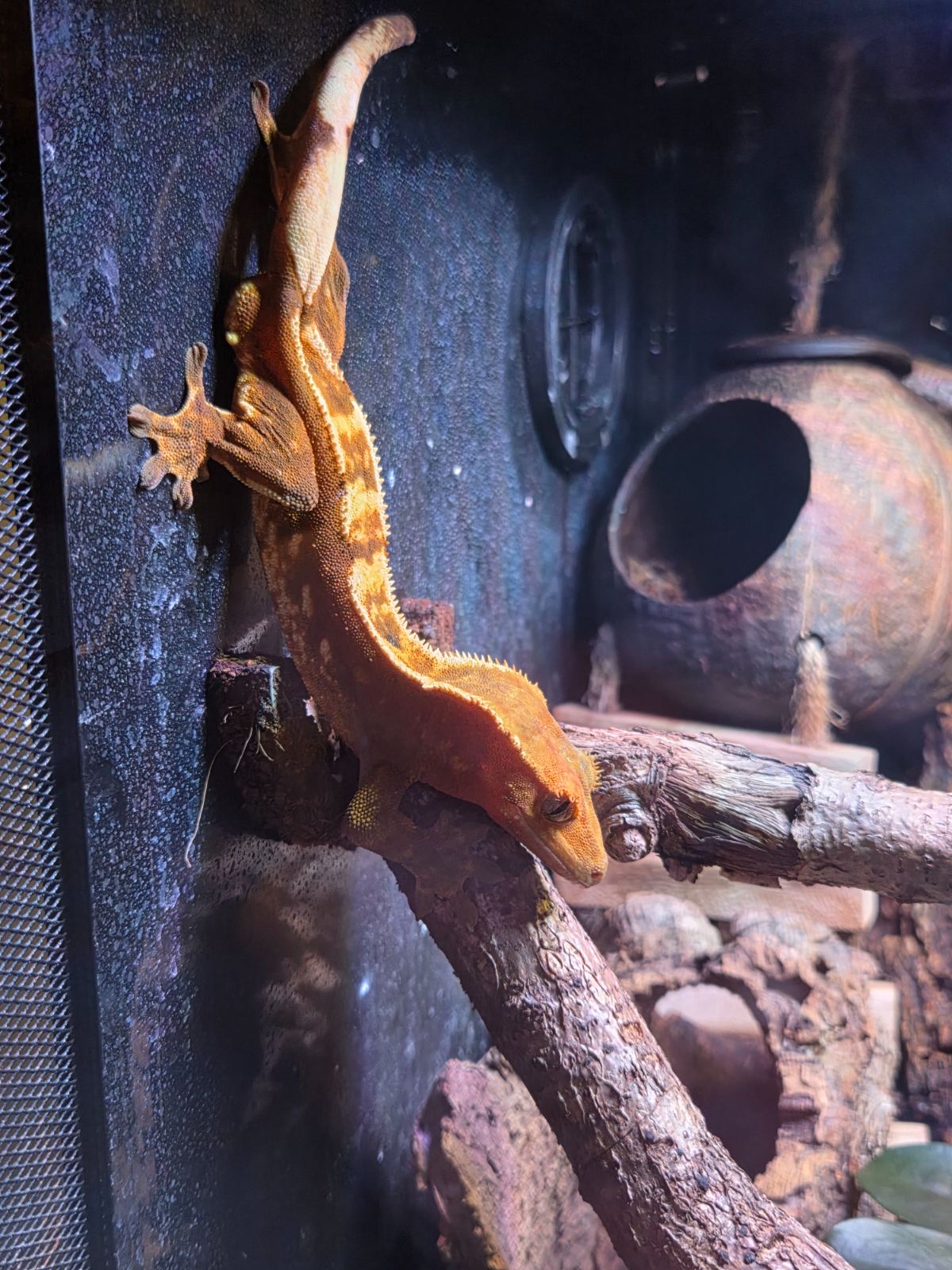 Kronengecko (Correlophus ciliatus) – Poss. Het Axanthic Kronengecko 1.0