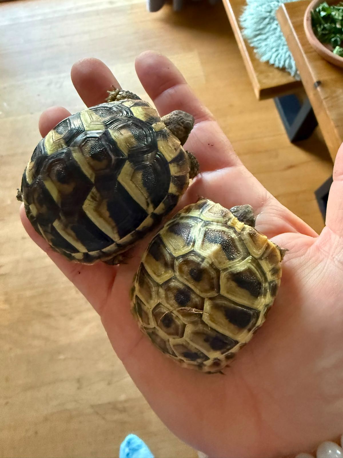 Griechische Landschildkröte – Westlich (Testudo hermanni hermanni) – Griechische Landschildkröten Babys mit Papieren aus liebevoller Hobbyzucht