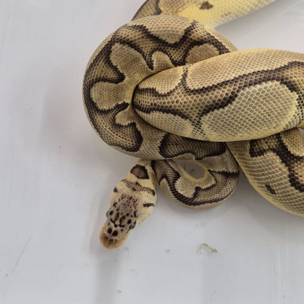 Königspython (Python regius) – 0.1 Python Regius Pastel Clown het Hypo 