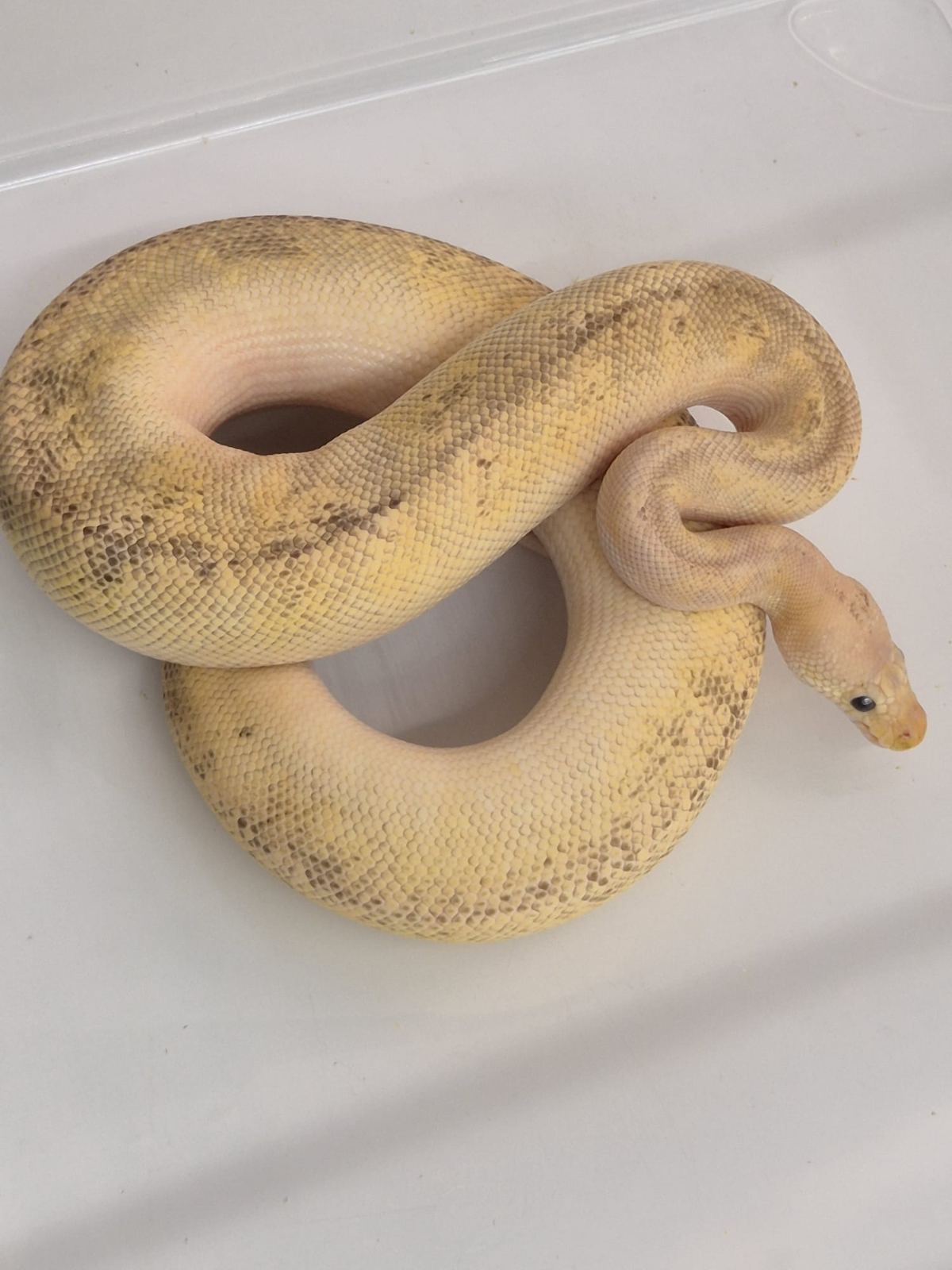 Königspython (Python regius) – 0.1 Python Regius Pastel Champagne Clown het Hypo 