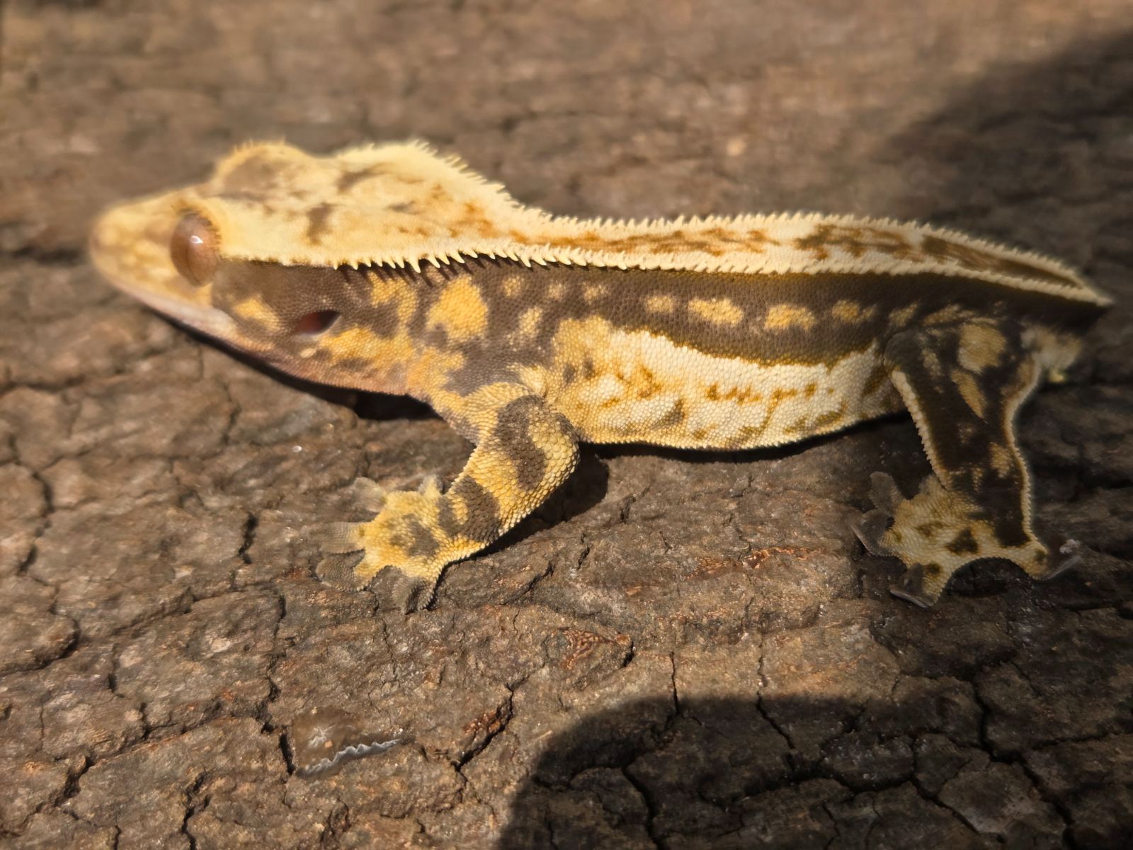 Kronengecko (Correlophus ciliatus) – 1.0 Quadstripe 