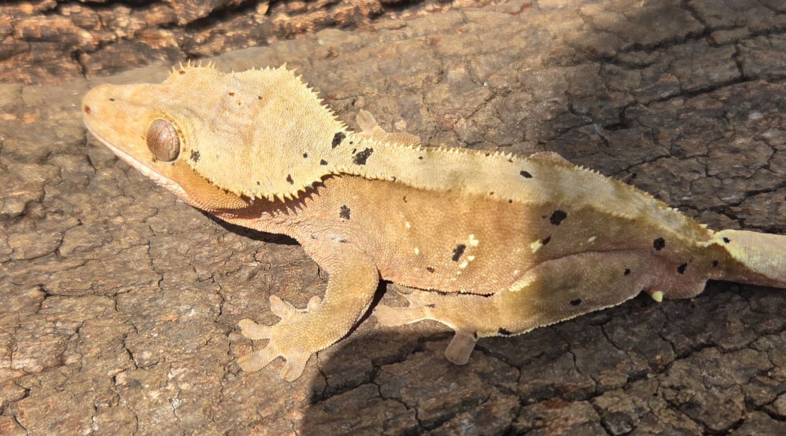 Kronengecko (Correlophus ciliatus) – 1.0 Red Dalmatian 