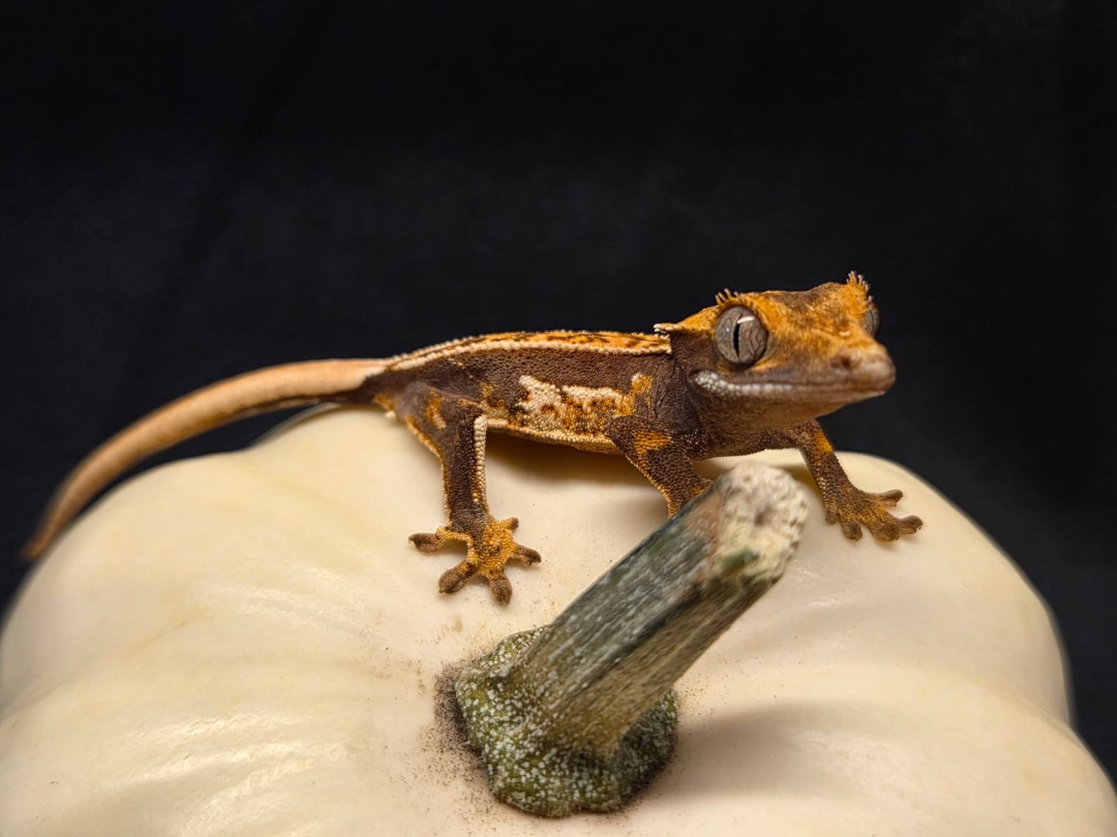 Kronengecko (Correlophus ciliatus) – Verschiedene Kronengecko Babys 