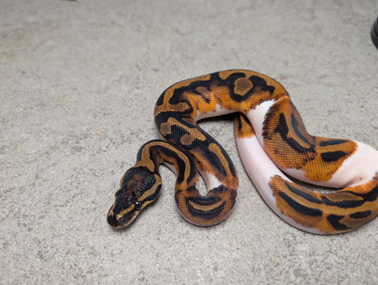 Königspython (Python regius) – Enchi Orange Dream Pied
