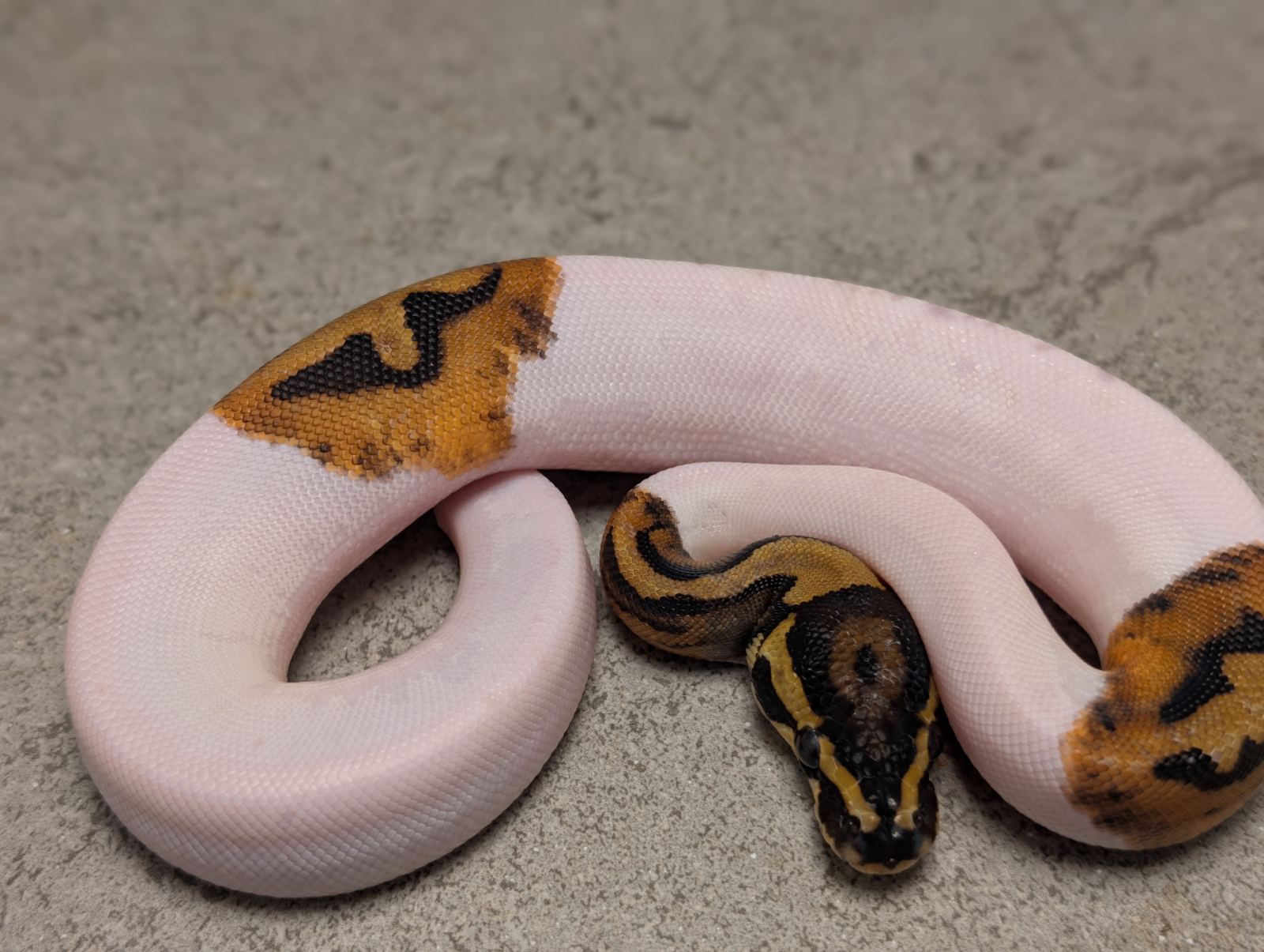 Königspython (Python regius) – Pied Het Albino