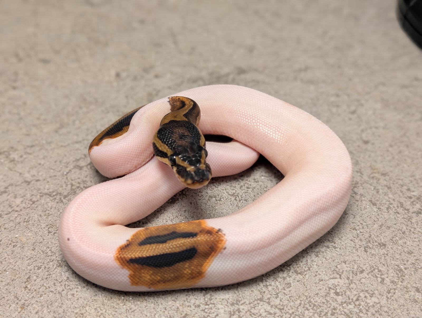 Königspython (Python regius) – Orange Dream Pied