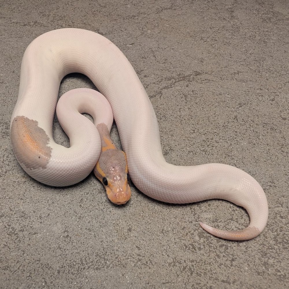 Königspython (Python regius) – Wookie Banana Black Pastel Gravel Piebald 