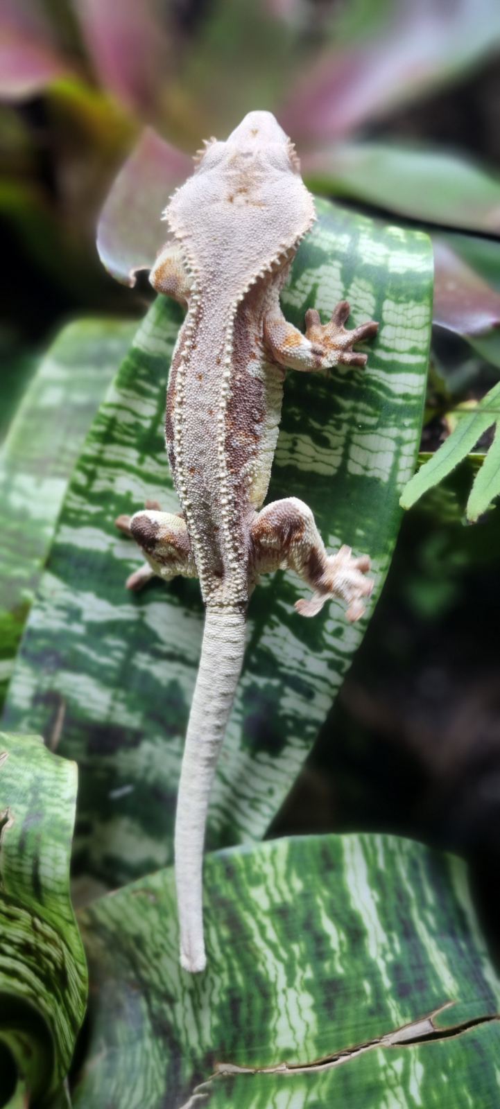 Kronengecko (Correlophus ciliatus) – Verschiedene Kronengecko (Crested Gecko) c