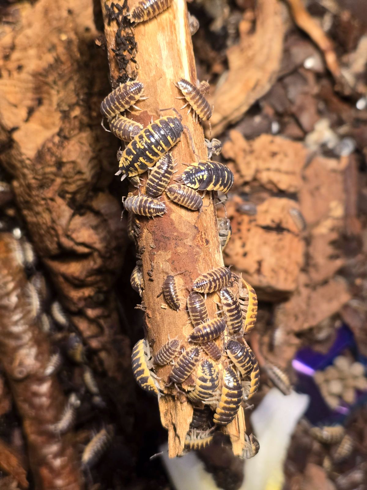 Porcellio-Orangenassel (Porcellio ornatus) im Terrarium