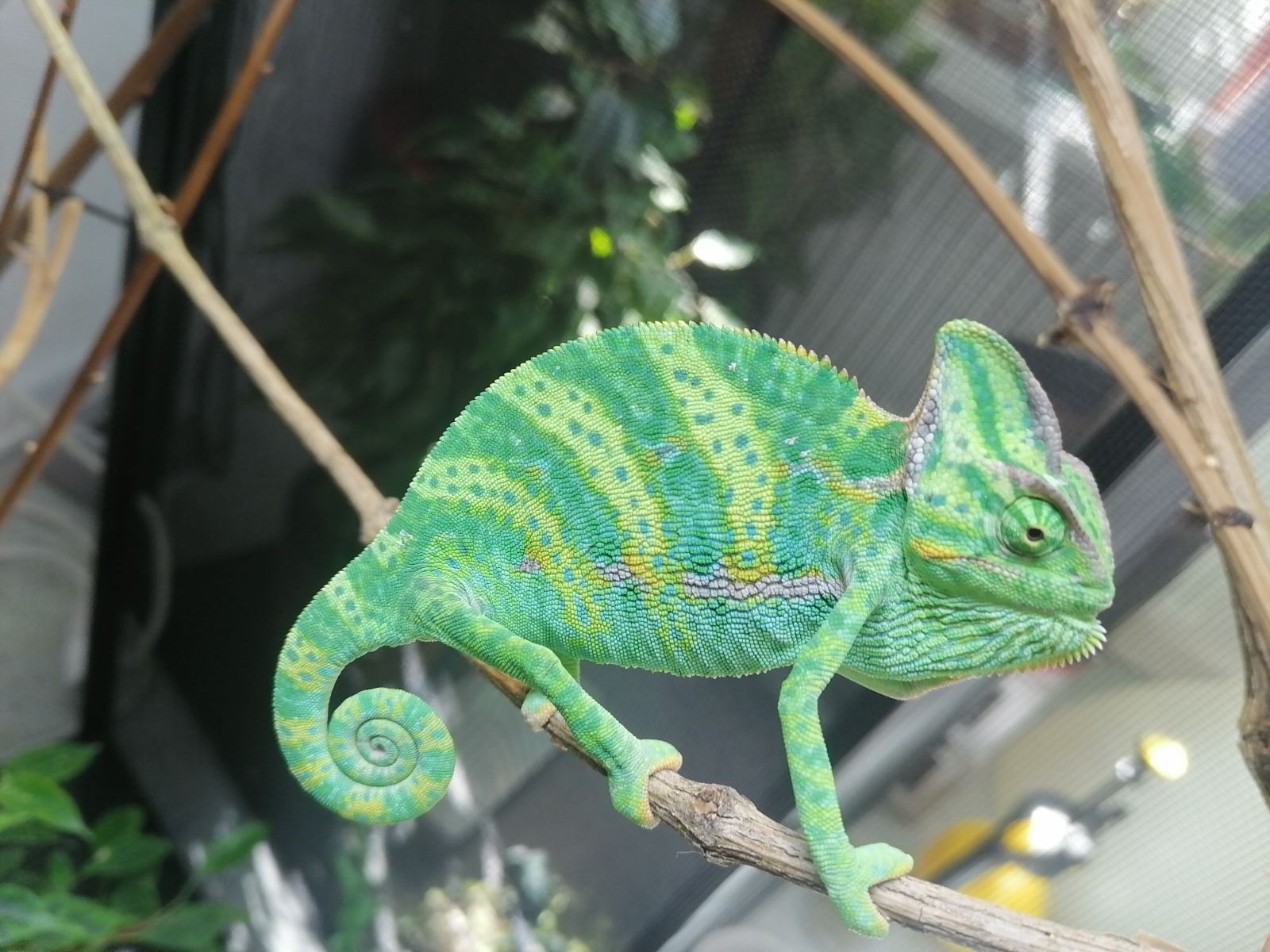 Necas’ Chamäleon (Chamaeleo necasi) im Terrarium