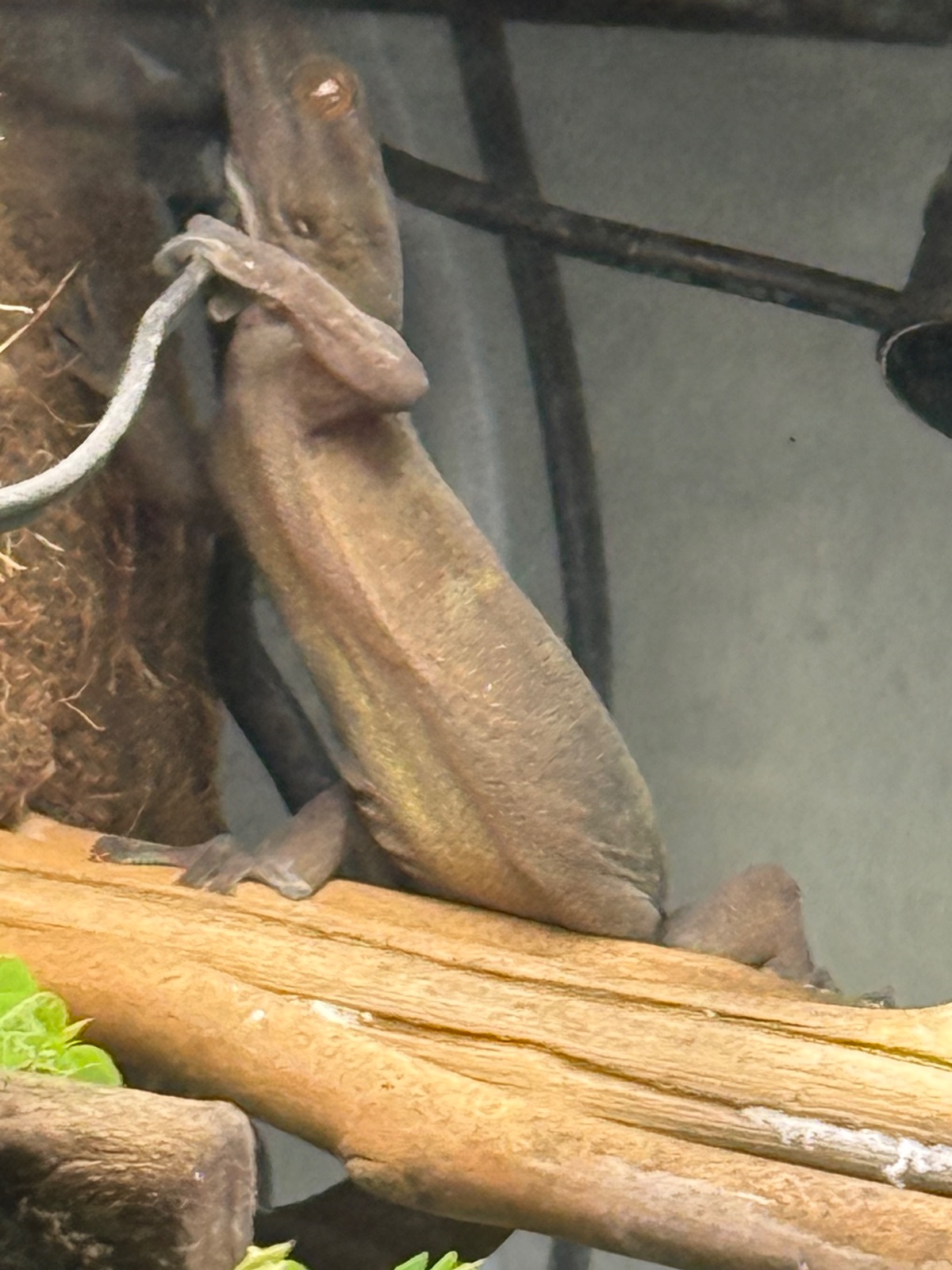Tiger-Bogenfingergecko (Cyrtodactylus tigroides) im Terrarium