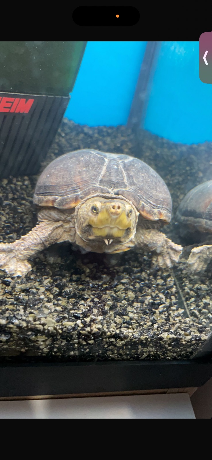 Stinkdosenschildkröte (Sternotherus odoratus) – Mosschusschildkröte 