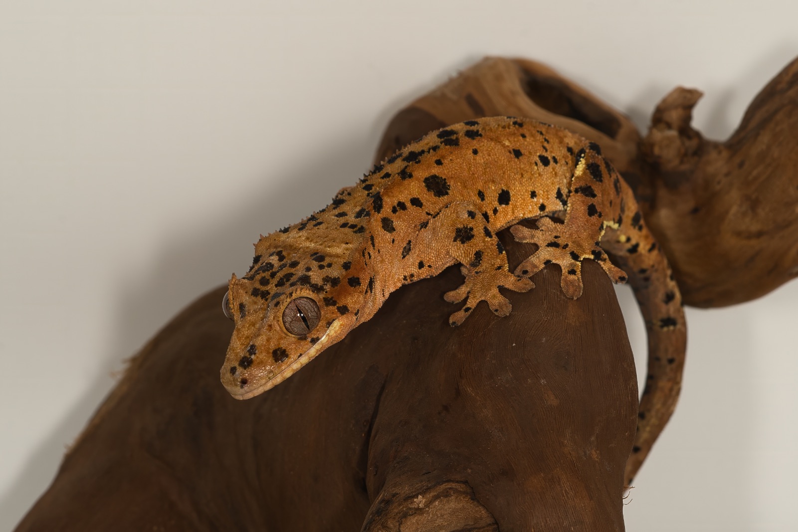 Kronengecko (Correlophus ciliatus) – Kronengecko Super extrem Dalmatiner 0.1