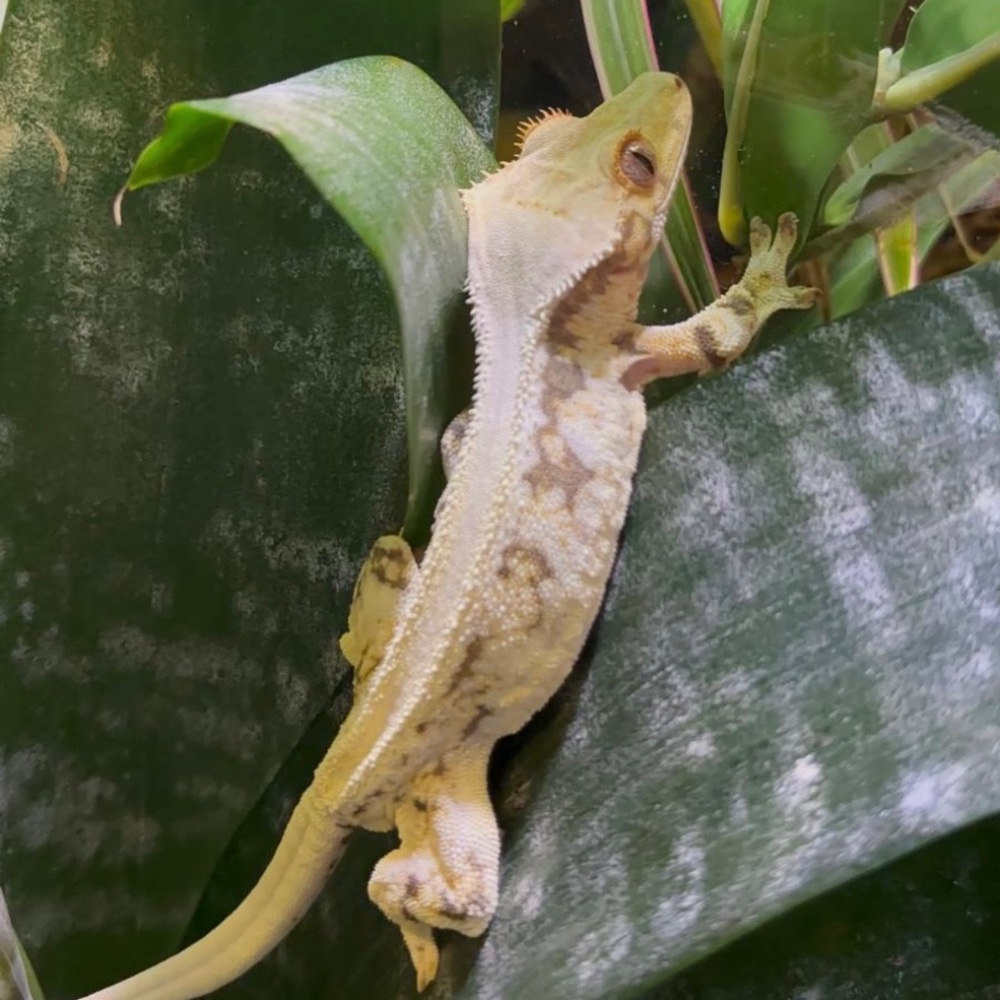 Kronengecko (Correlophus ciliatus) – Extrem Lillywhite Kronengecko 1.0