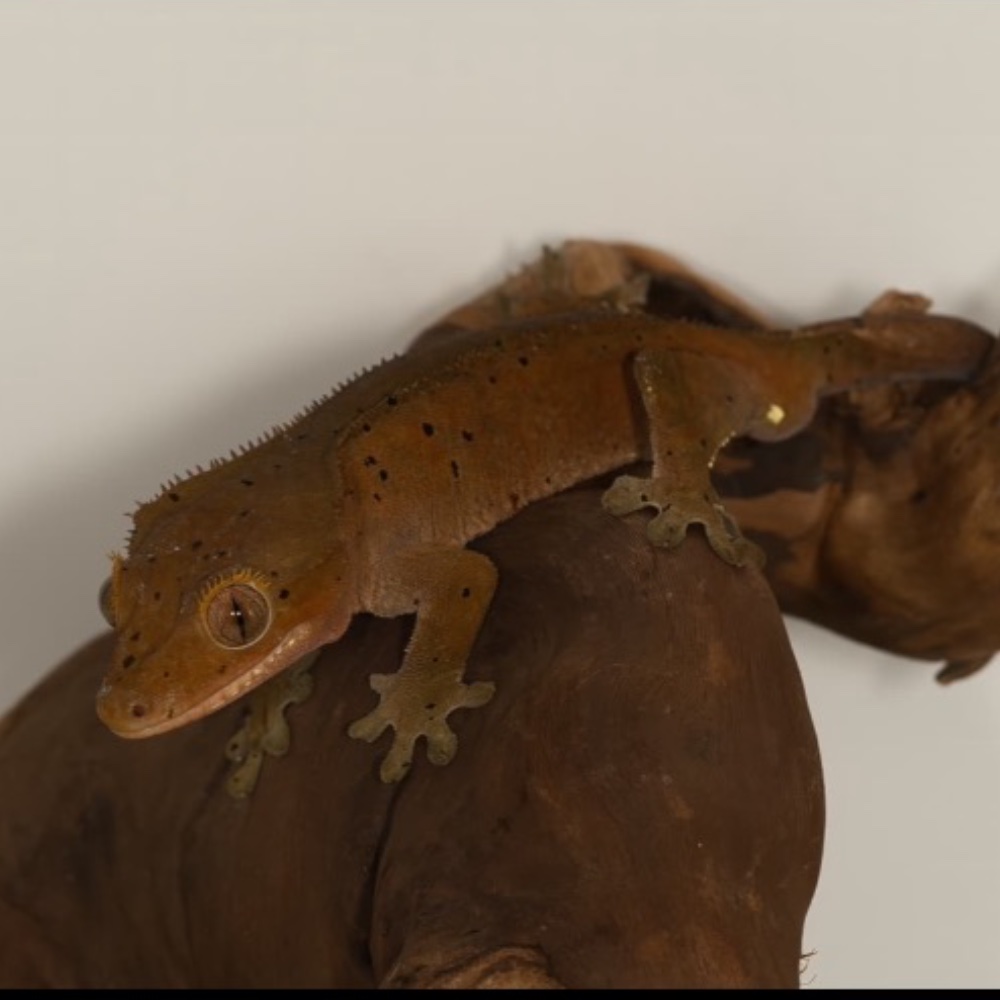 Kronengecko (Correlophus ciliatus) – 1.0 Red Dalmatiner Kronengecko