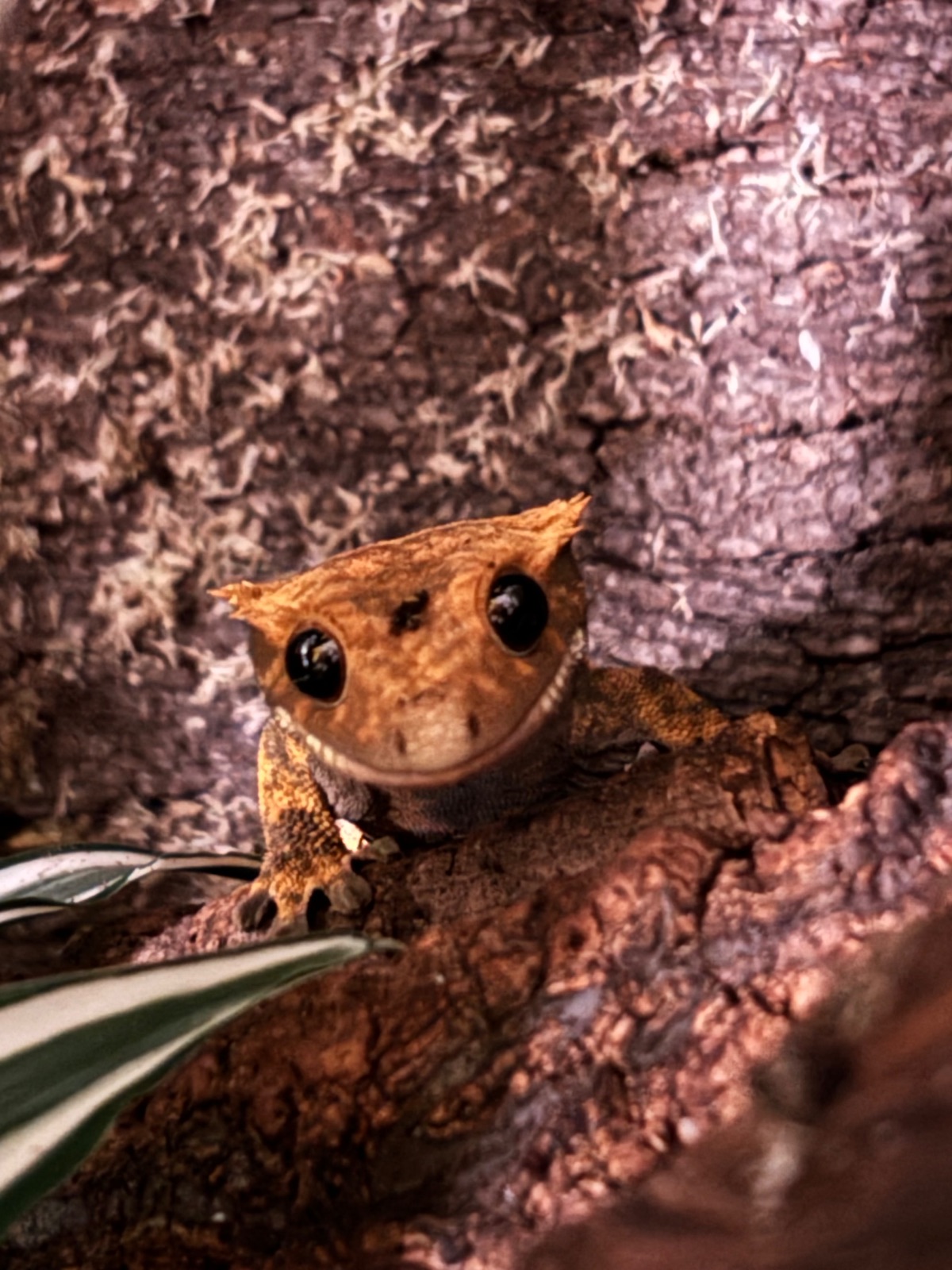 Kronengecko (Correlophus ciliatus) – 0.1 Harlequin Kronengecko