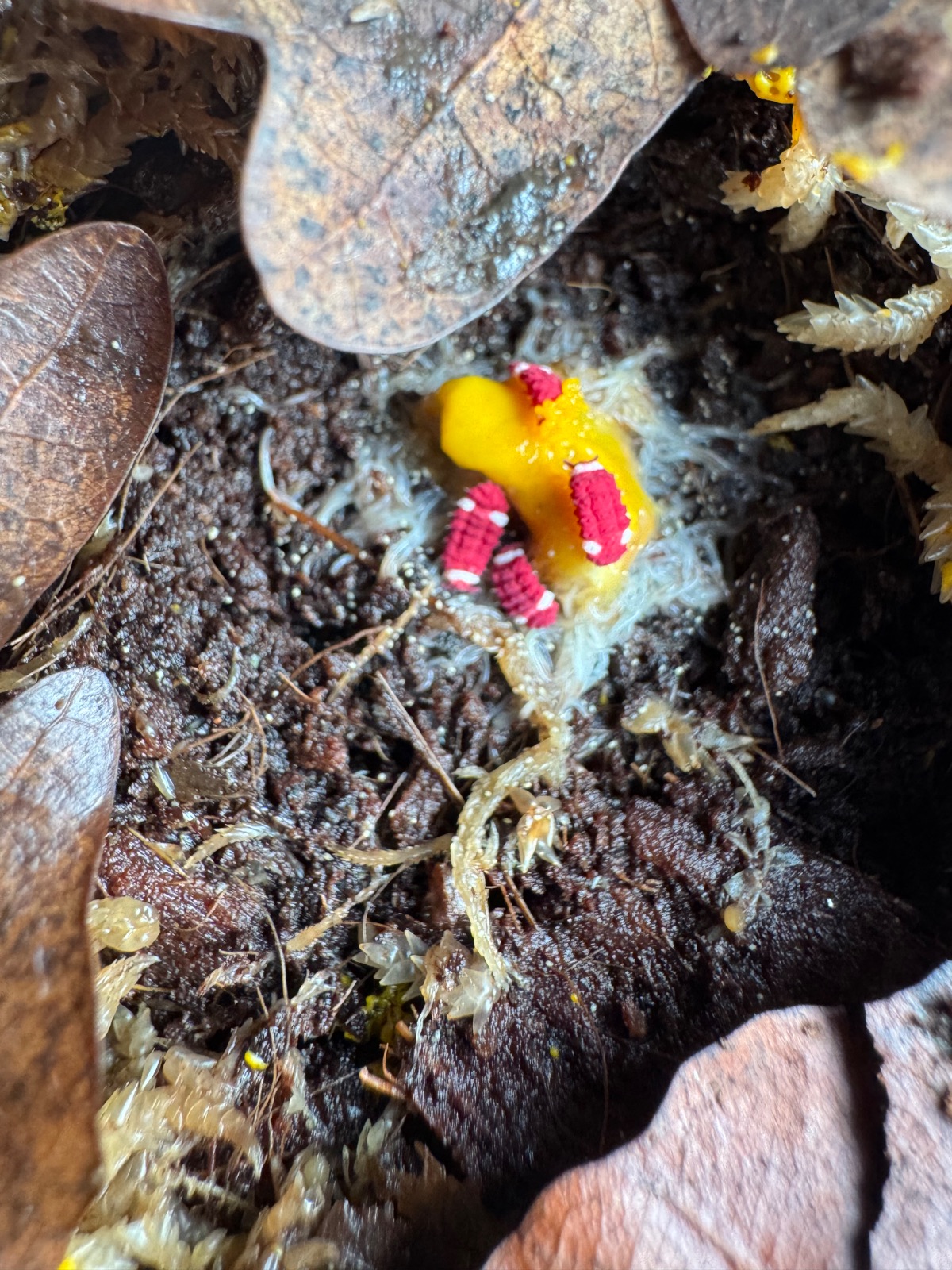 Tropischer Springschwanz (Collembola sp.) im Terrarium