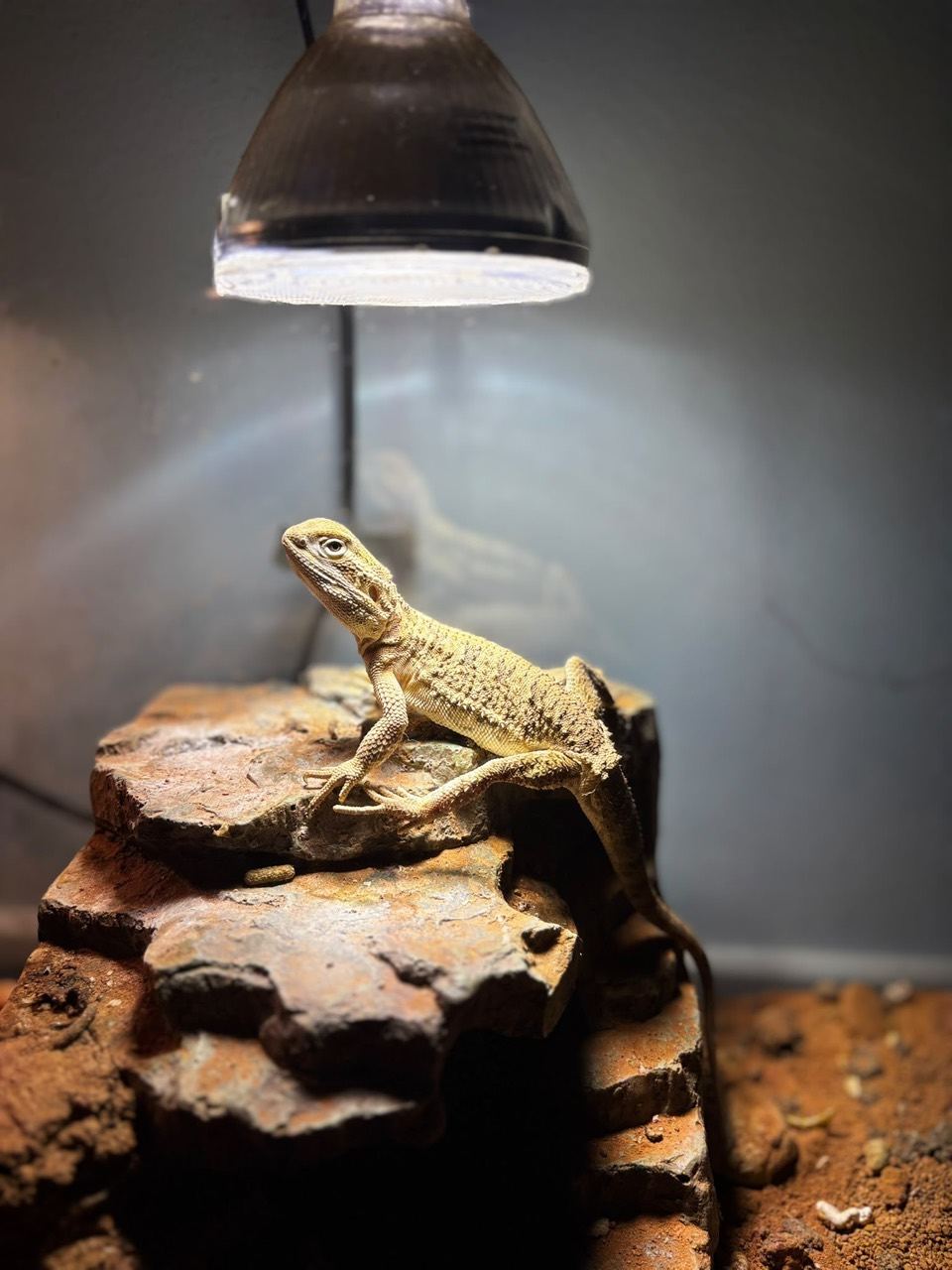 Zwergbartagame (Pogona henrylawsoni) – Bartagame Jelly, 2 Jahre, mit Terrarium & Zubehör