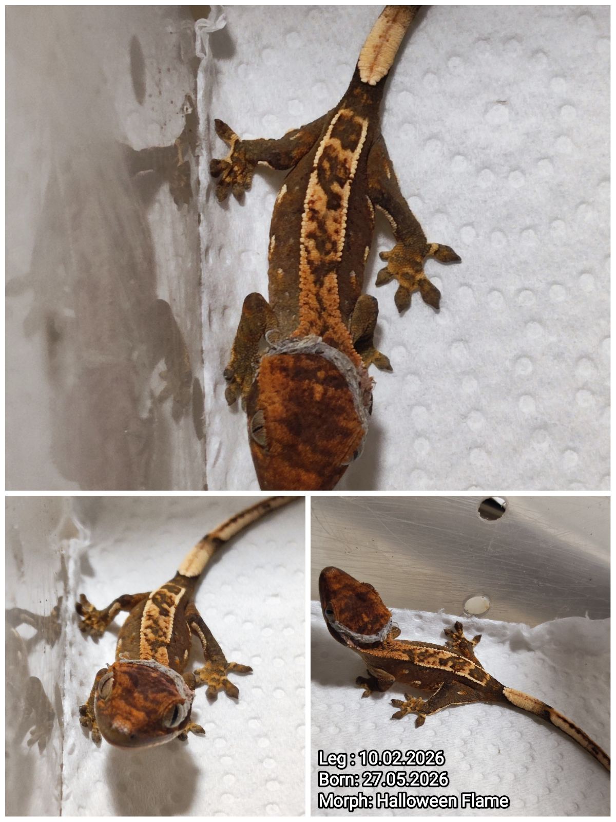 Symmetrischer Chamäleongecko (Eurydactylodes symmetricus) im Terrarium