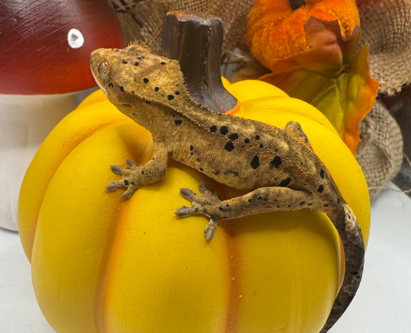 Kronengecko (Correlophus ciliatus) – Kronengecko Inkspot