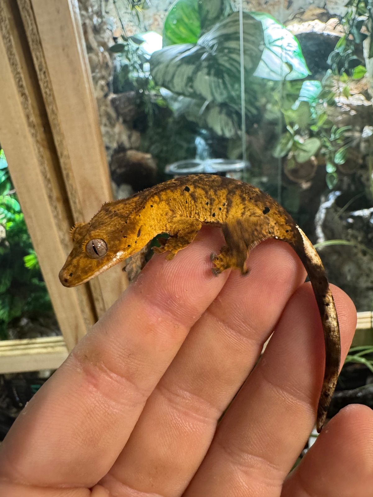 Kronengecko (Correlophus ciliatus) – Kronengecko Dalmation 