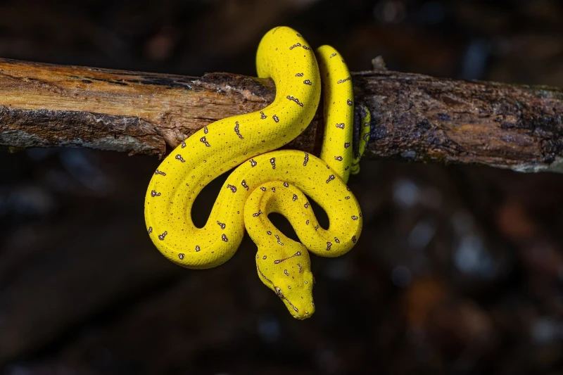 Teppichpython – Inland (Morelia spilota metcalfei) im Terrarium