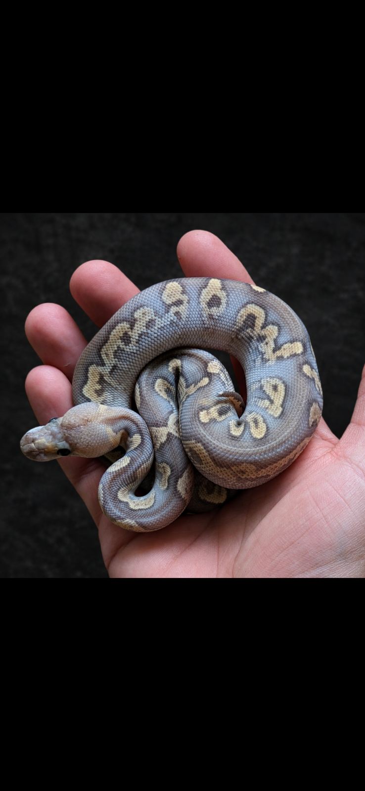 Königspython (Python regius) – Königspython GHI Clown Mojave 50%het Hypo 0.1